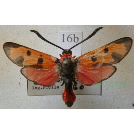 Zygaena laeta (Hübner, 1790) Austria16b